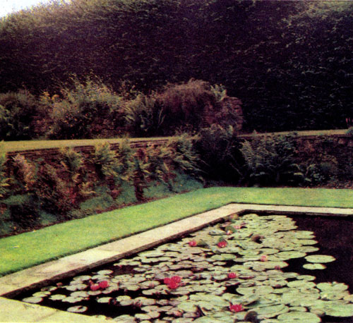 Густая зеленая изгородь — своеобразный барьер против проникновения шума и пыли 