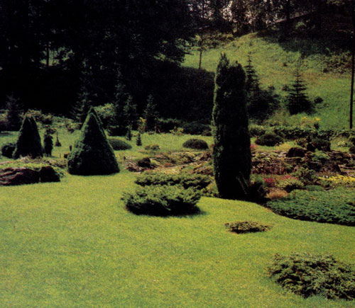  Очень эффектно сочетание гармоничных линий растений альпинария на фоне стройных хвойных пород 