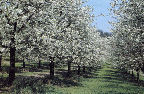  На некоторых участках лучше выращивать вишню, нежели черешню, так как вишня более устойчива к заморозкам в период цветения