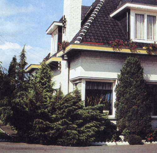  В палисаднике растут только хвойные породы. Хотя они и гармонируют друг с другом по форме, но общий их цветовой тон, особенно весной, до появления иной растительности, навевает грусть. В эти посадки могли бы внести оживление несколько лиственных деревьев с опадающей листвой 