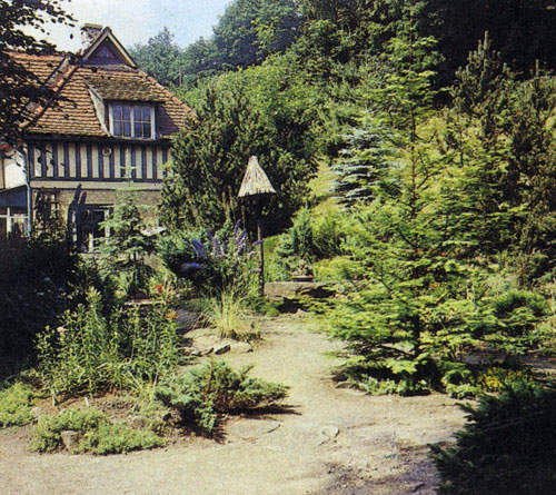 Группа хвойных пород украшает пространство около дома и создает естественный переход от равнины к склону