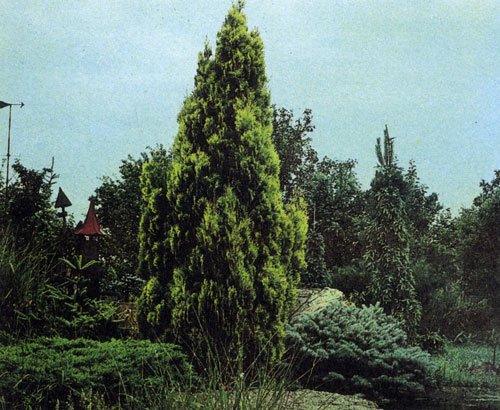 Прямо-таки хрестоматийный пример комбинации различных хвойных растений, отличающихся контрастной окраской хвои 