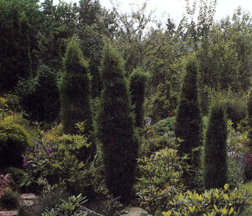 Пирамидальные виды можжевельника обычно сажают как одиночные растения или небольшими группами вблизи различных архитектурных сооружений, а также лужаек, альпинариев, вересковых зарослей 