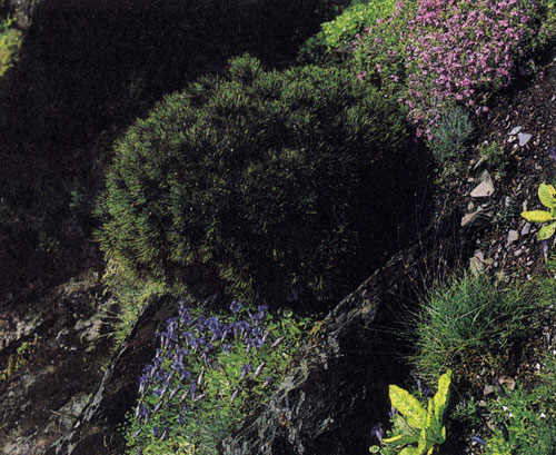  Pinus mugo var. pumilio относится к карликовым видам сосен. Это растение лучше всего выглядит в альпинарии или на фоне групповой посадки древесных пород