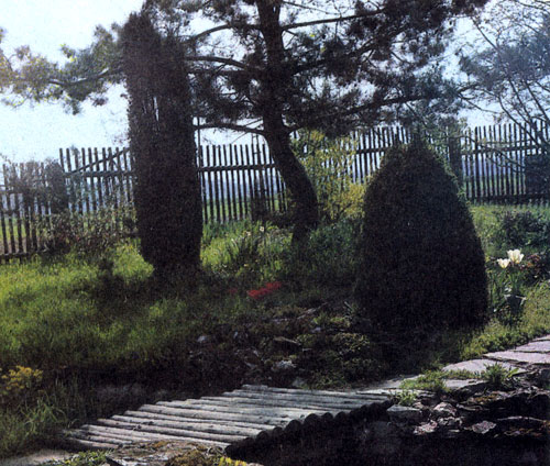 Picea glauca 'Conica' — это медленно растущая культура белой ели. Во взрослом возрасте растение может достичь 3—4 м в высоту. Его высаживают и поодиночке, и группой и, разумеется, помещают также в альпинариях