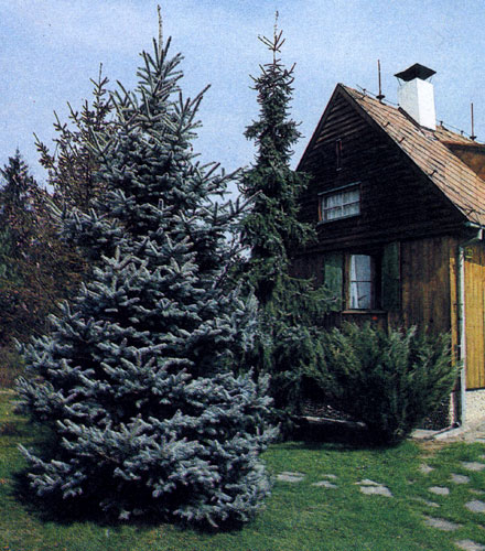 Популярностью у садоводов пользуются голубовато-серые и серебристо-серые сорта ели
