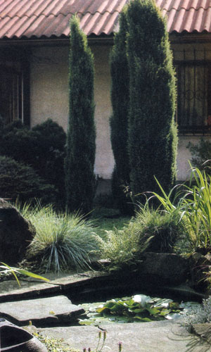  В тихом уголке, образованном деревьями, травами и многолетниками, доминируют три пирамидальных можжевельника Juniperus соmmunis 'Hibernica' 