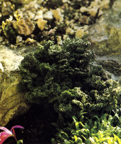 Pinus mugо — горная стелющаяся сосна, или сосна из криволесья, — хорошо использована как фон для альпинария. Растение смягчило переход от горки природного типа к стене дома