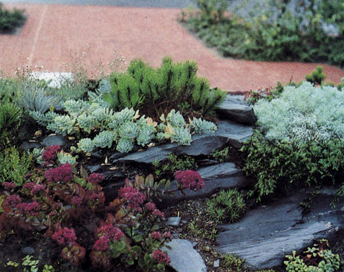 На горке среди альпийских растений высажены низкорослые хвойные породы — Pinus mugo var. mughus и Juniperus communis 'Depressa'