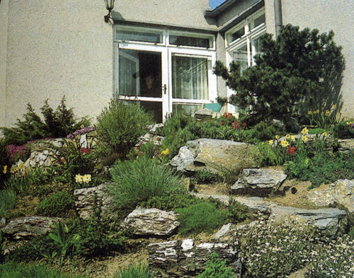  У большинства карликовых кипарисов строгая симметричная форма. Поэтому их часто используют в альпинариях или там, где в основу планировки положена симметрия, а также вблизи зданий и архитектурных декоративных дополнений. Кипарисы нуждаюся в почве, содержающей кальций