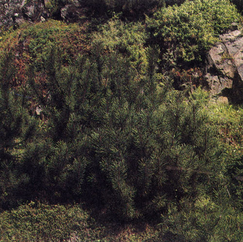 У садоводов ценятся сосны всех видов. Карликовые типы, например, стелющиеся, образующие горное криволесье, идеально подходят для небольших садов, альпинариев, для посадки около водоемов и т. п.