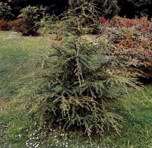 Древообразные тсуги сажают и по отдельности, и группами. Благодаря своей раскидистой кроне это растение годится для естественных уголков и для симметричной планировки. На снимке — Tsuga canadensis