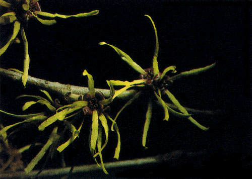 Цветы гамамелисов броски и декоративны, в частности, и потому, что появляются на безлистных ветвях. Если вдруг выпадет снег, лепестки свернутся в клубочек, а затем распрямятся снова, как только ненастье пройдет 