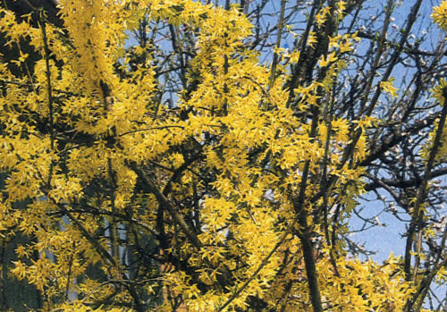 Без форзитии сад не сад. Пробудившись от зимнего сна, она сразу же зацветает. Это растение хорошо смотрится, когда высажено как поодиночке, так и в группе. На снимке Forsythia×intermedia 