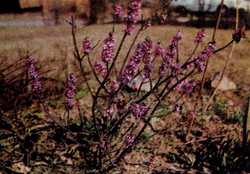  Daphne mezereum с броскими цветами высаживают как одиночное растение. Ее место — в альпинариях, вересковых зарослях, в группах многолетников, среди лужайки. Дафну используют также как подлесок к более высоким и негустым деревьям. Ее цветы распускаются ранней весной: они не только красивы, но и ароматны 