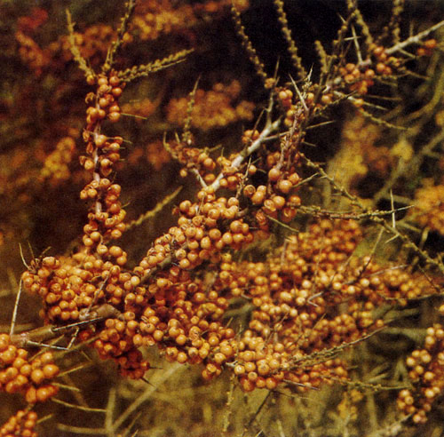 Hippophae rhamnoides бывает усыпана множеством ярких оранжевых плодов, правда, только в том случае, если рядом друг с другом растут женские и мужские растения. Плоды не только красивы, они содержат витамин С 