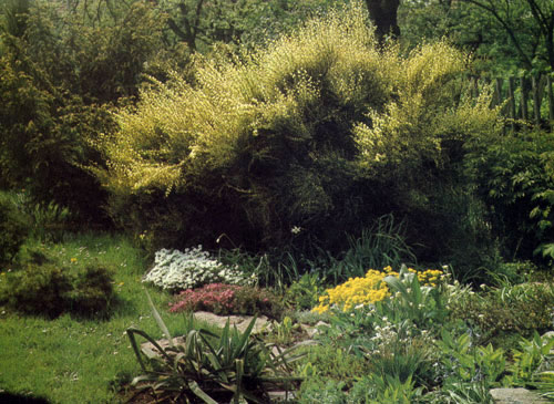 Cytisus×praecox великолепен в пору своего цветения, независимо от того, растет ли в группе или поодиночке, являясь, например, фоном для альпинария 