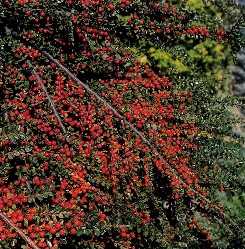 Кизильники очень декоративны. У них красивые листья, цветы и особенно плоды. Отдельные виды и сорта отличаются размерами, формой, окраской и количеством плодов, которые могут быть желтоватыми и красными различных оттенков. Встречаются кизильники и с черными плодами 