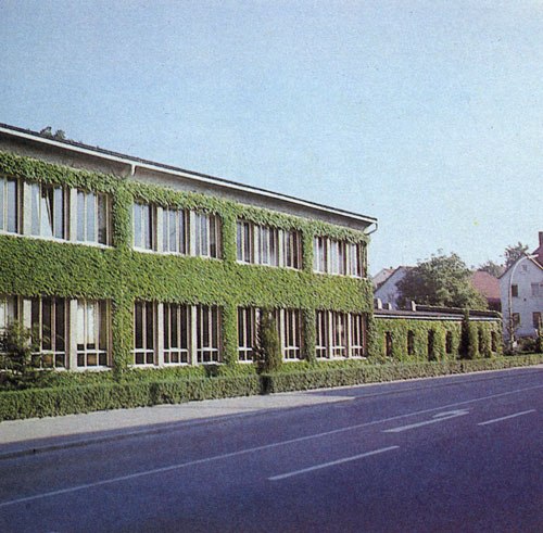  Parthenocissus tricuspidata (P.t. Veitchii) хорошо развивается при солнечном освещении и в тени. Это растение, которое отлично переносит и более глубокую обрезку, способно смягчить своими ветвями жесткие линии дома