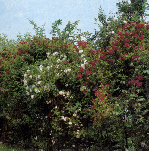 Гибрид чайной розы 'Whisky' достигает в высоту 60 см. Его бронзово-желтые махровые цветы отличаются исключительным ароматом. Вьющаяся роза на нашем снимке использована для создания живой изгороди. Розы двух различных окрасок посажены на определенном расстоянии друг от друга так, чтобы их ветви переплетались. Растения образуют отдельные сравнительно большие плоскости однотонной окраски 