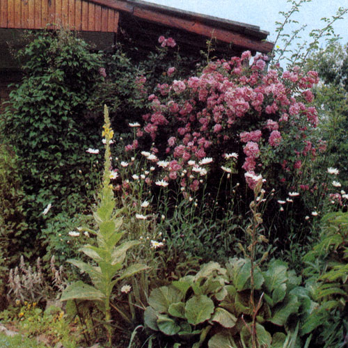 Хотя чаще всего роза наиболее эффектно выглядит на фоне травянистой поверхности, тем не менее она может играть и доминантную роль, как это мы видим на снимке, особенно если растение обильно украшено махровыми цветами 