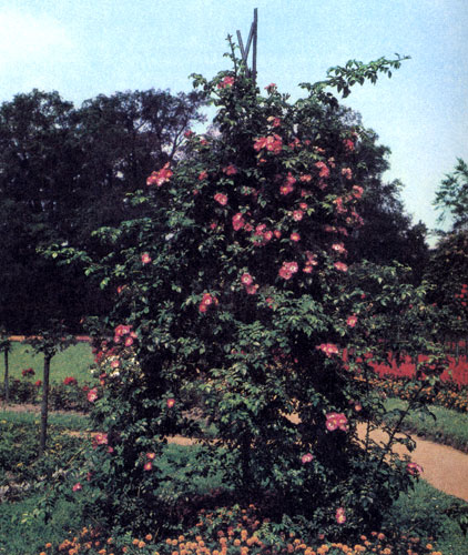 Цветы с такой сочной окраской по праву могут служить украшением садика 