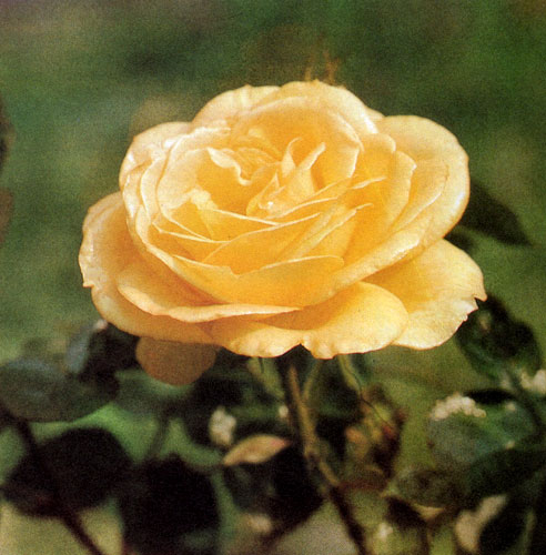 'Peer Gynt' — стройная роза, достигающая 60 см в высоту, с золотисто-желтыми цветами и сочно-зелеными листьями 