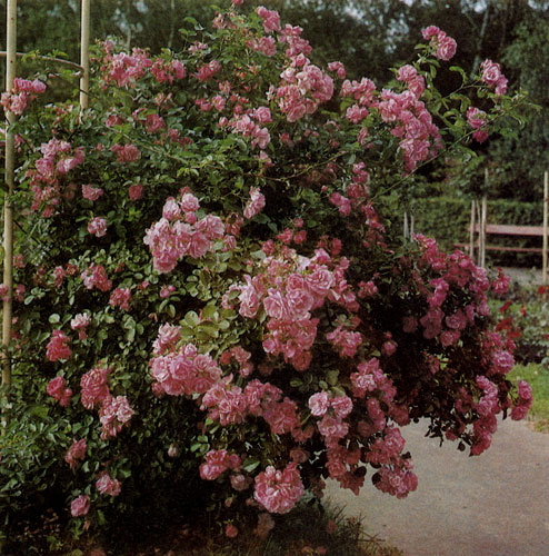 Закреплять вьющиеся розы можно по-разному. Самое простое крепление делают без опоры, связывая побеги соседних растений в форме небольшой арки. Несложно привязать розы к столбикам или вести их по стройным хвойным деревьям. Конструкция из металлических трубок, соединенных наверху, послужит опорой не один год