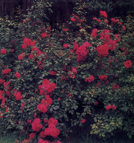 Совсем естественно выглядит парковая роза в саду природного типа. Здесь она может расти как одиночное растение, красиво выглядит и в групповой посадке 