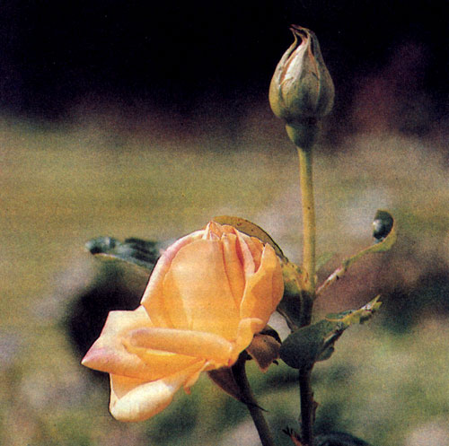  'Gloria Dei' растет быстро, бывает развесистой и достигает 80 см в высоту. У нее блестящие глянцевые темно-зеленые листья. Она отлично цветет и прекрасно подходит как для посадки большой группой, так и поодиночке 