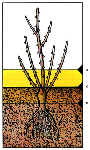 Если роза привита на корневую шейку, то при посадке место прививки должно быть покрыто землей: а) неправильно, б) правильно, в) неправильно 