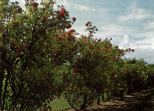  Выбирая место для вьющейся розы, надо учитывать особенности той или иной культуры. Бывает очень досадно, когда позже приходится обрезать здоровые, хорошо развивающиеся побеги только из-за того, что кусты посажены слишком густо. Минимальное расстояние между двумя вьющимися розами — 120 см; в некоторых случаях его следует довести до 200—300 см, а то и более 