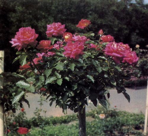 Штамбовые розы рекомендуют привязывать к длинному деревянному колу, верхняя часть которого уходит в крону. Это предохраняет растение от опасности надломиться в ветреную погоду. Кол желательно покрасить белой олифой