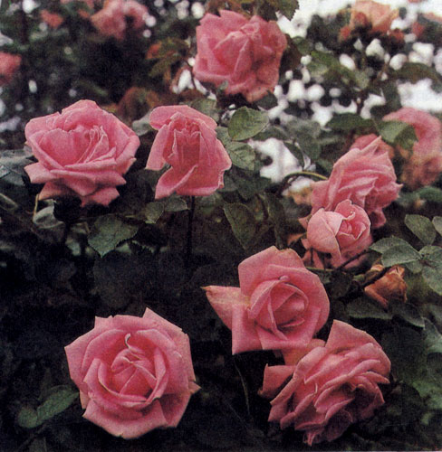 У однотонных цветов розы лепестки одинаково окрашены как с лицевой, так и с оборотной.стороны. Когда цветок стареет, интенсивность его окраски утрачивается 