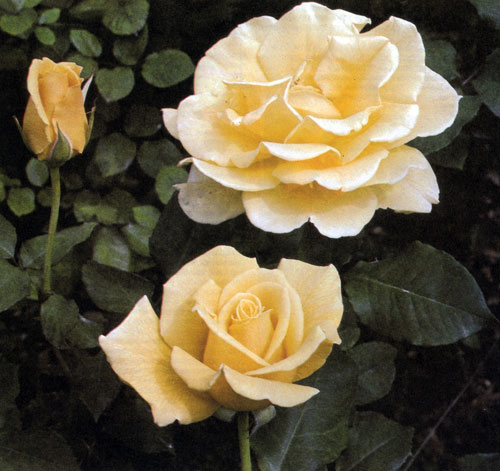 Гибрид чайной розы 'Dr. A. J. Verhage' образует сильный компактный куст высотой до 60—70 см. Цветы у него янтарно-желтые с нежным бронзовым оттенком 