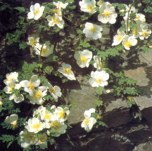  Rosa sericea var. pteracantha относится к числу изначальных видов розы. В высоту она достигает 3 м 