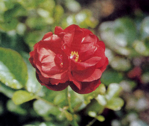 Роза флорибунда 'Lilli Marleen' растет не очень быстро и достигает 50—60 см. Цветы у нее полумахровые, густой огненно-красной окраски. Подходит для групповых посадок