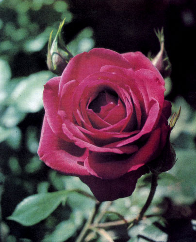 Махровость — весьма важный отличительный признак при классификации розы. В зависимости от числа лепестков розы подразделяются на простые, слегка махровые, полумахровые, махровые и очень махровые. У гибридов чайной розы цветы обычно очень махровые, насчитывают 40 и более лепестков, расположенных 8 кругами 