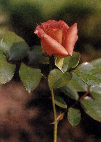 Гибрид чайной розы 'Bettina' — растение средних размеров (около 60 см в высоту) и раскидистой формы. Ее листья отличаются эффектным металлическим отливом, а цветы — оранжевой окраской. Эта роза хорошо цветет и нуждается в достаточном количестве питательных веществ 
