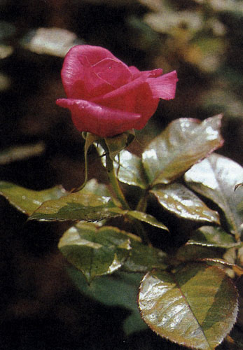 У гибрида чайной розы 'Peter Frankenfeld' крупные цветы карминово-красного цвета. Эта роза быстро растет и не боится мороза. Листья у нее темно-зеленой окраски