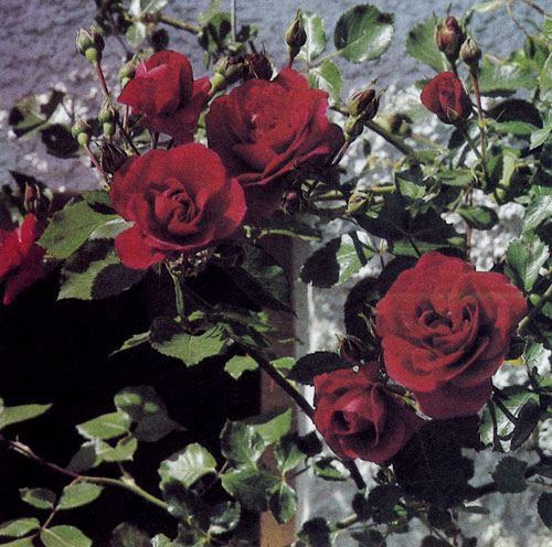 Правильно подобранный цвет розы, посаженной около дома. Цветы эффектно контрастируют с белой штукатуркой его стен 