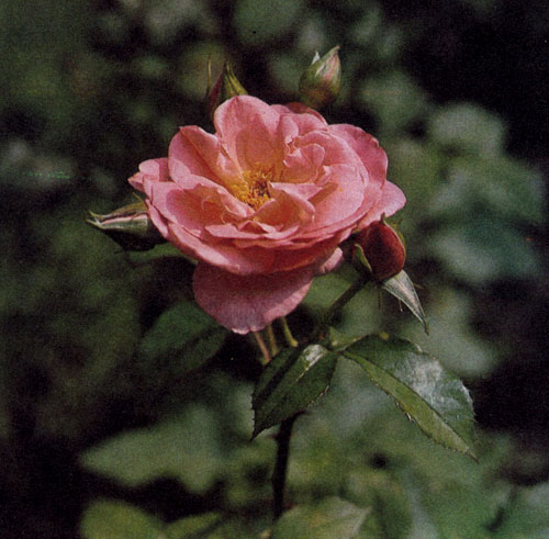 Роза флорибунда 'Irish Beauty' с крупными полумахровыми розовато-красными цветами с золотистым отливом достигает в высоту 50 см.