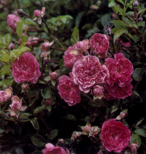 Роза обладает всеми достоинствами, необходимыми садовому растению: она долго живет, нетребовательна, не нуждается в большом уходе, не боится холода и, разумеется, отличается прекрасной формой, красочностью цветов и нежным ароматом 
