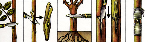 Прививку розы проводят при полной циркуляции растительного сока — во второй половине июля. На привое сразу же устраняют выбранный стебель. Острым прививочным ножом отрезают примерно 3,5 см щиток коры с незначительной частью древесины и глазком. Древесину аккуратно отделяют, вылупливая ее так, чтобы не повредить конус глазка. Прививают в Т-образный разрез на корневую шейку подвоя у самой земли. Щиток с глазком осторожно всовывают в разрез, а затем место прививки плотно обвязывают лыком 