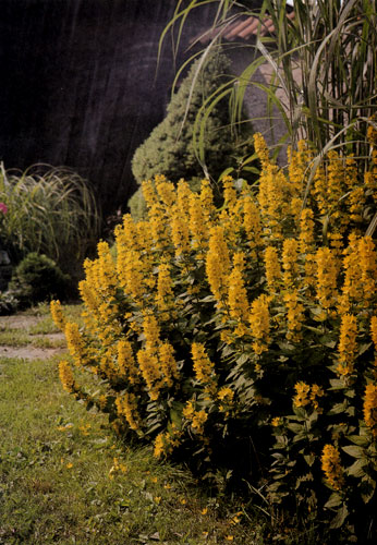 Группа высоких злаковых трав с вербняком (Lysimachia punctata) на переднем плане естественно соединяет площадь газона со стенкой на заднем плане, которую травы частично прикрывают 