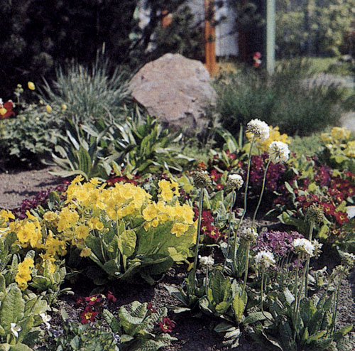 Примулы относятся к числу любимых садоводами цветочных культур, многолетников, особенно весной. Ранние сорта расцветают в самом начале весны и долго, в течение всей весны, украшают сад, радуя взор красивыми разноцветными цветками