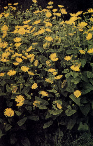 Doronicum columnae относится к распространенным, раннецветущим весенним астровым многолетникам. Данное растение используют в рабатках, в смешанных группах многолетников и в мини-бордюрах перед хвойными деревьями. Цветы могут быть использованы на срезку и для оформления букетов в вазах. Этот многолетник растет на умеренно влажном участке, где летом лиственные породы деревьев образуют тень