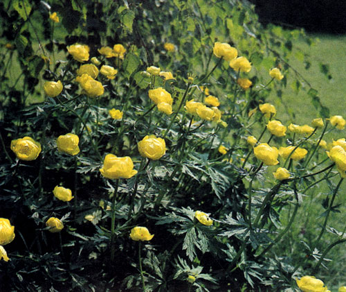 Гибрид Trollius×cultorum, многолетник многопланового использования, высаживают на участках сада, где сохранен естественный уголок природы, вдоль берегов рек и у водоемов, в грядках и групповых посадках многолетников. Новые, молодые саженцы с большими цветами пригодны и на срезку