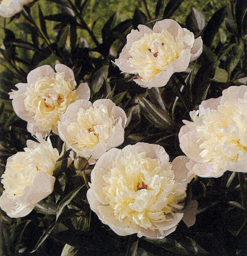 Paeonia lactiflora — очень популярный, красивый и выносливый многолетник со множеством цветов и декоративной листвой, пригоден как для миниатюрных садиков, так и больших садов. Можно использовать и на срезку. Сорта с более простыми цветами красиво выглядят в парках, разбитых на лоне природы, и вблизи древесных насаждений. Саженцы, посаженные поодиночке и усыпанные махровыми цветами, выделяются на фоне газона