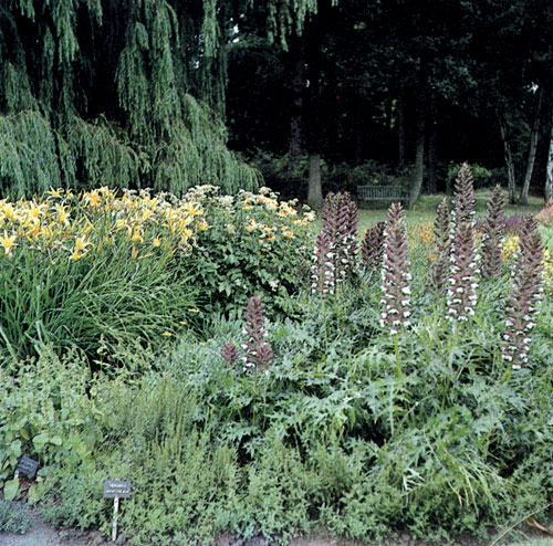 Acanthus spinosus — декоративный многолетник, интересен орнаментальными листьями и соцветием. Выращивают в одиночных посадках, в альпинариях, вересняках и в больших группах на участках сада, где оставлены естественные уголки природы, чаще в сочетании с декоративными злаковыми травами и другими многолетниками